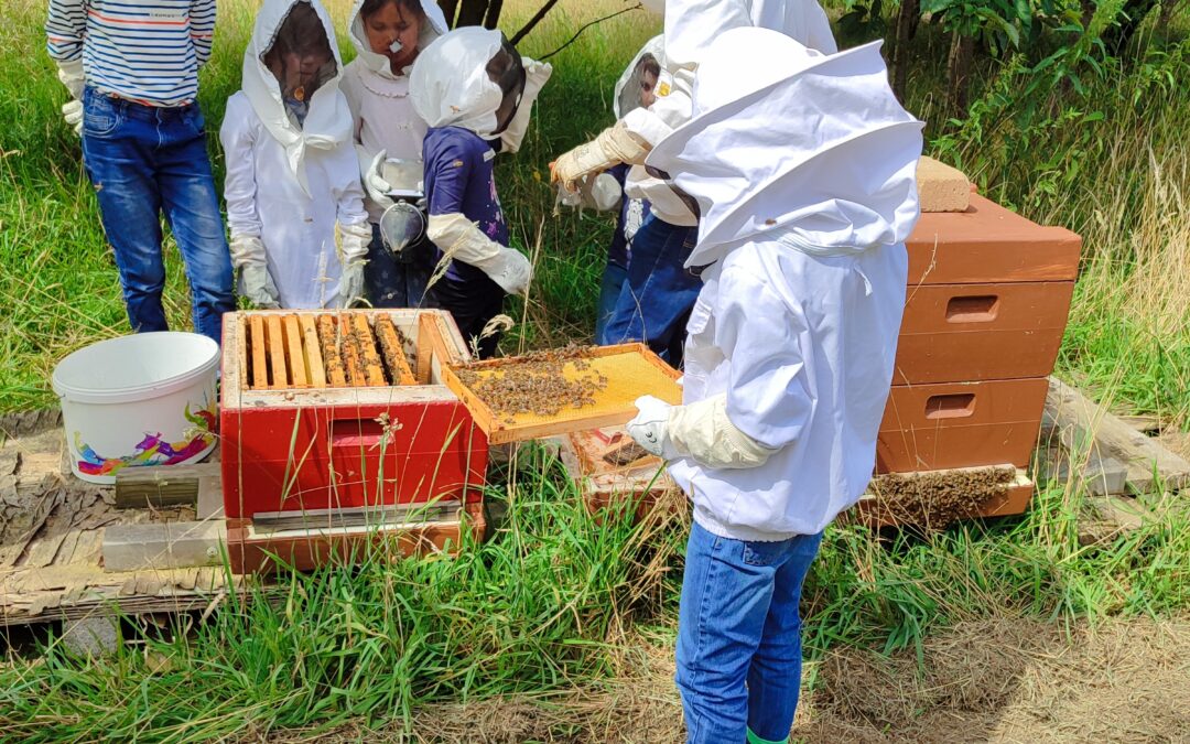 Ein Einblick in die Bienenwelt