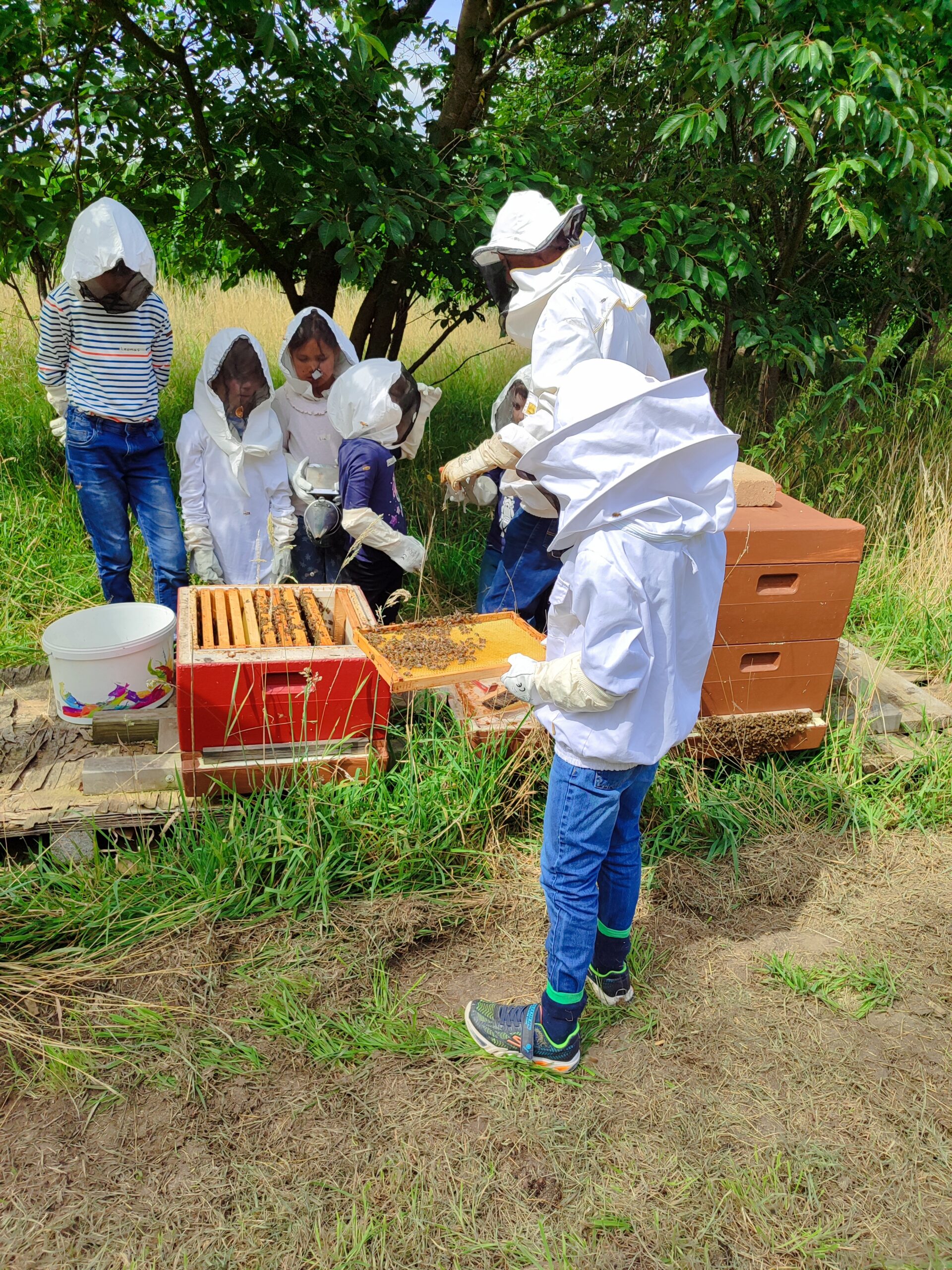 Ein Einblick in die Bienenwelt